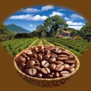 Kaffeeplantage
