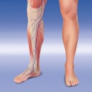 Lymphsystem Legs