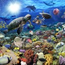 Tropical Reef