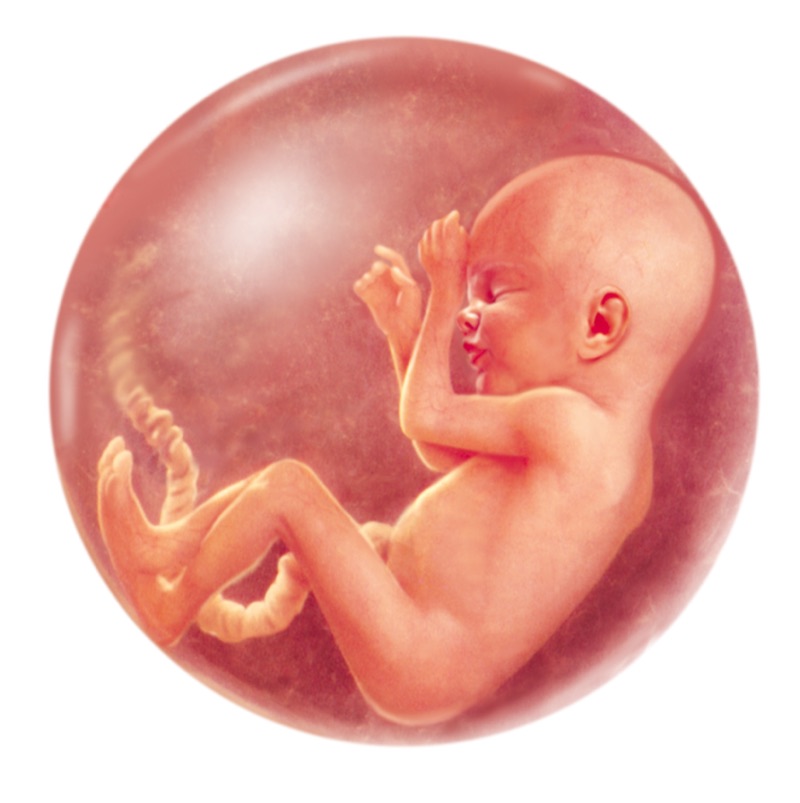 Fötus — illustrazione medica di Walter Pepperle, Francoforte sul Meno