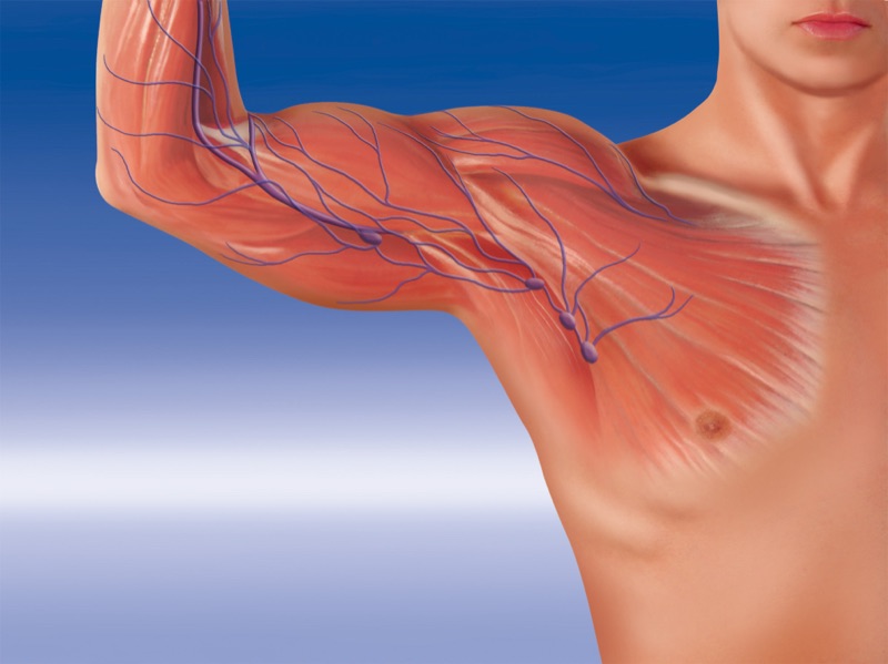 Lymhsystem — illustrazione medica di Walter Pepperle, Francoforte sul Meno