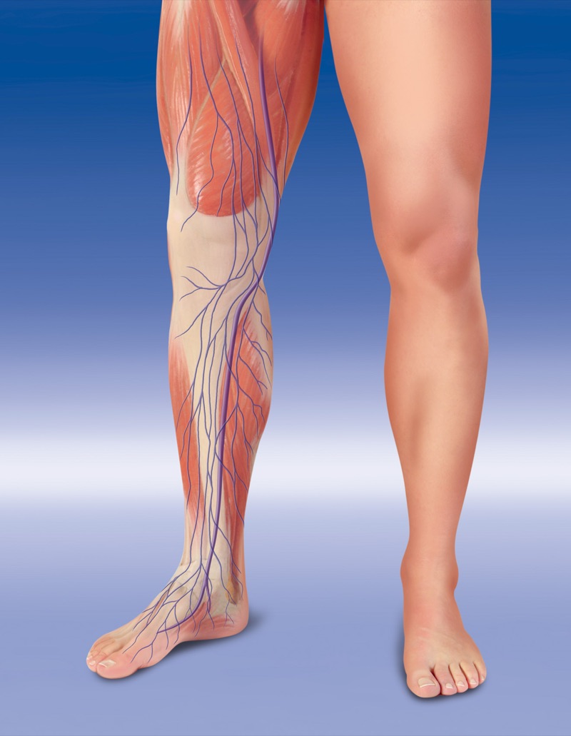 Lymphsystem Legs — illustrazione medica di Walter Pepperle, Francoforte sul Meno